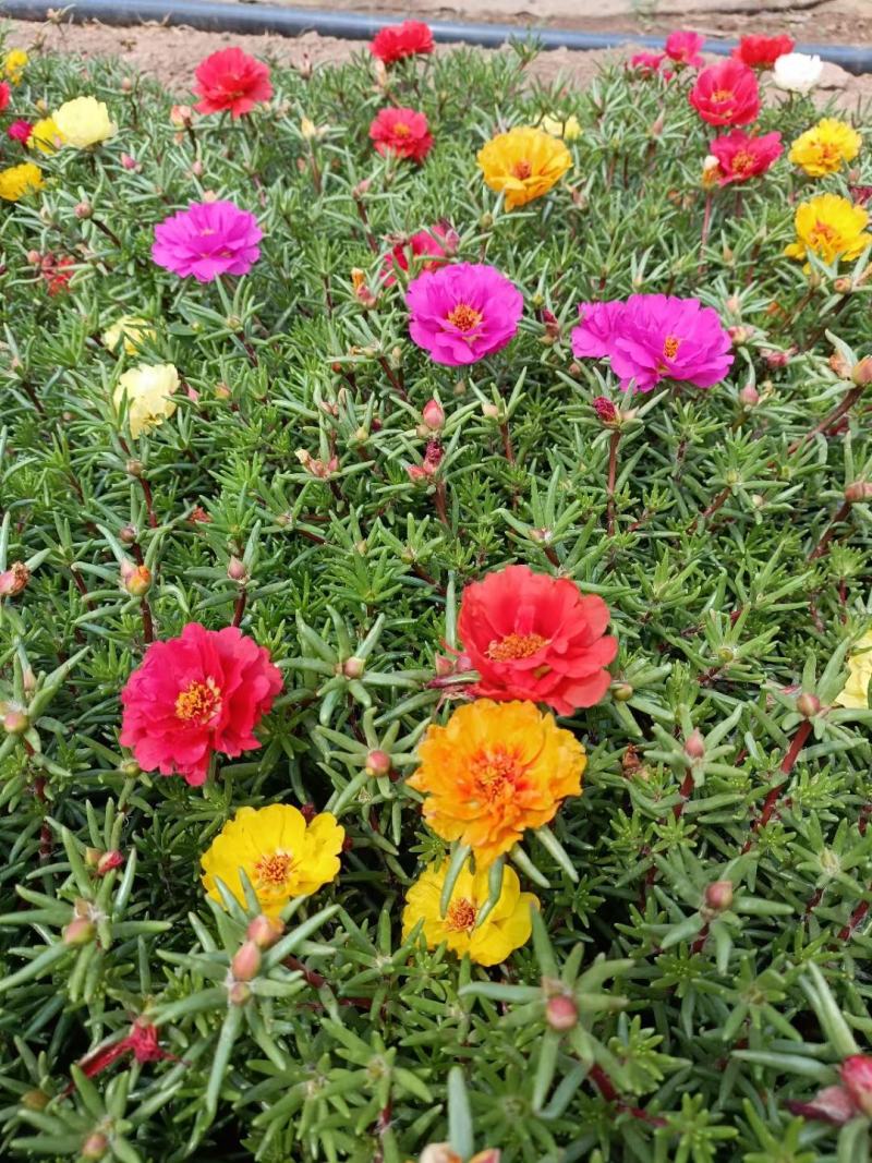 半枝莲太阳花半枝莲批发基地直供大量有货