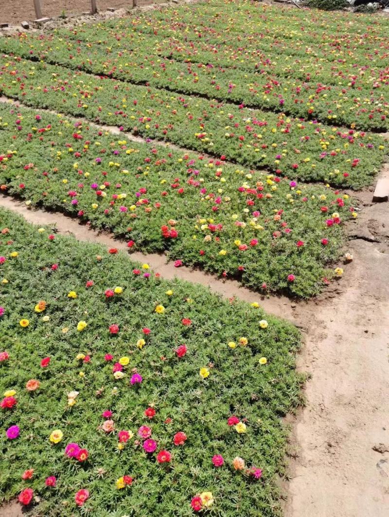 半枝莲太阳花半枝莲批发基地直供大量有货