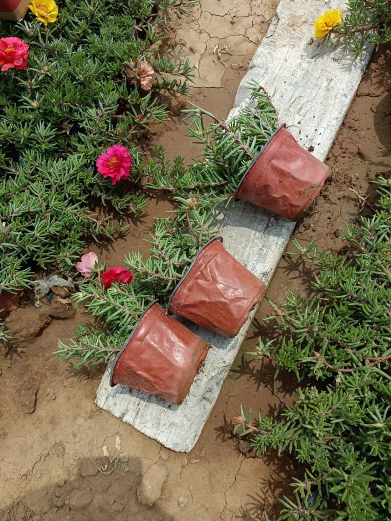 半枝莲太阳花半枝莲批发基地直供大量有货