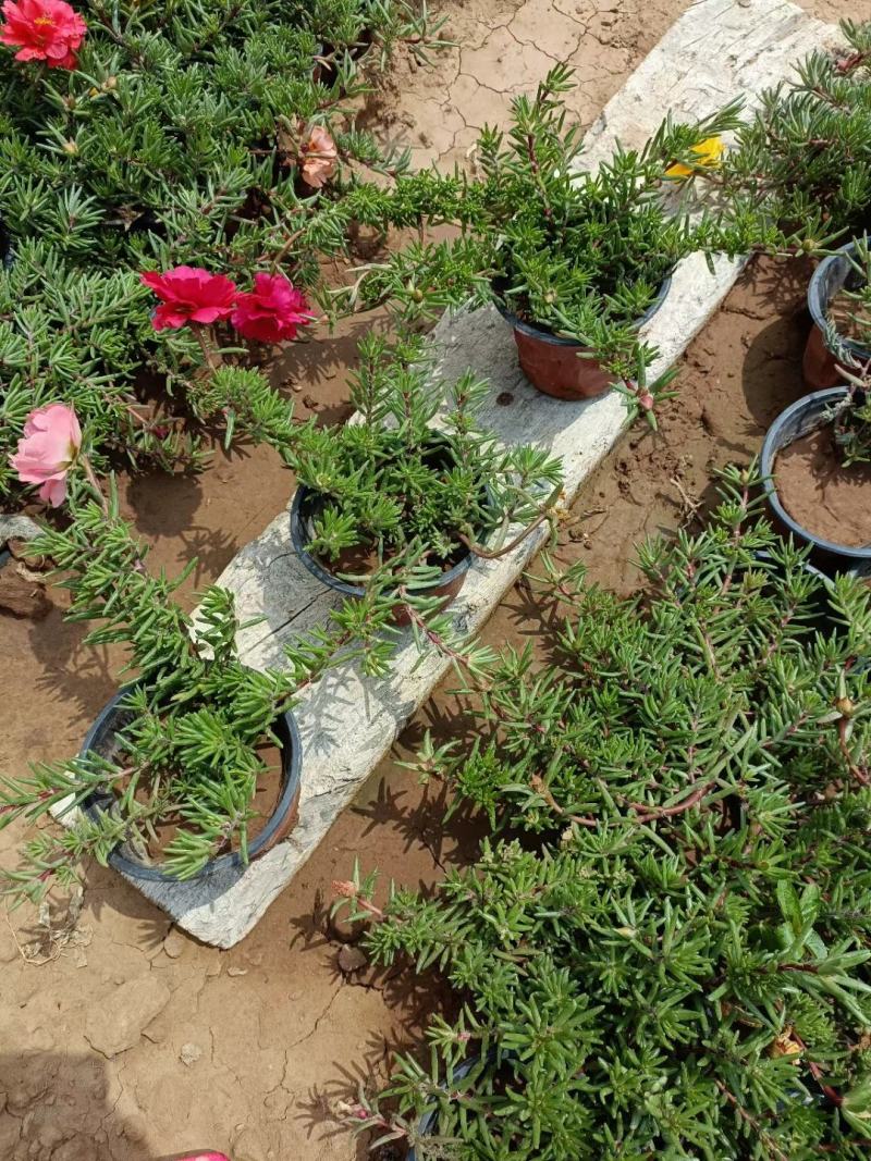 半枝莲太阳花半枝莲批发基地直供大量有货