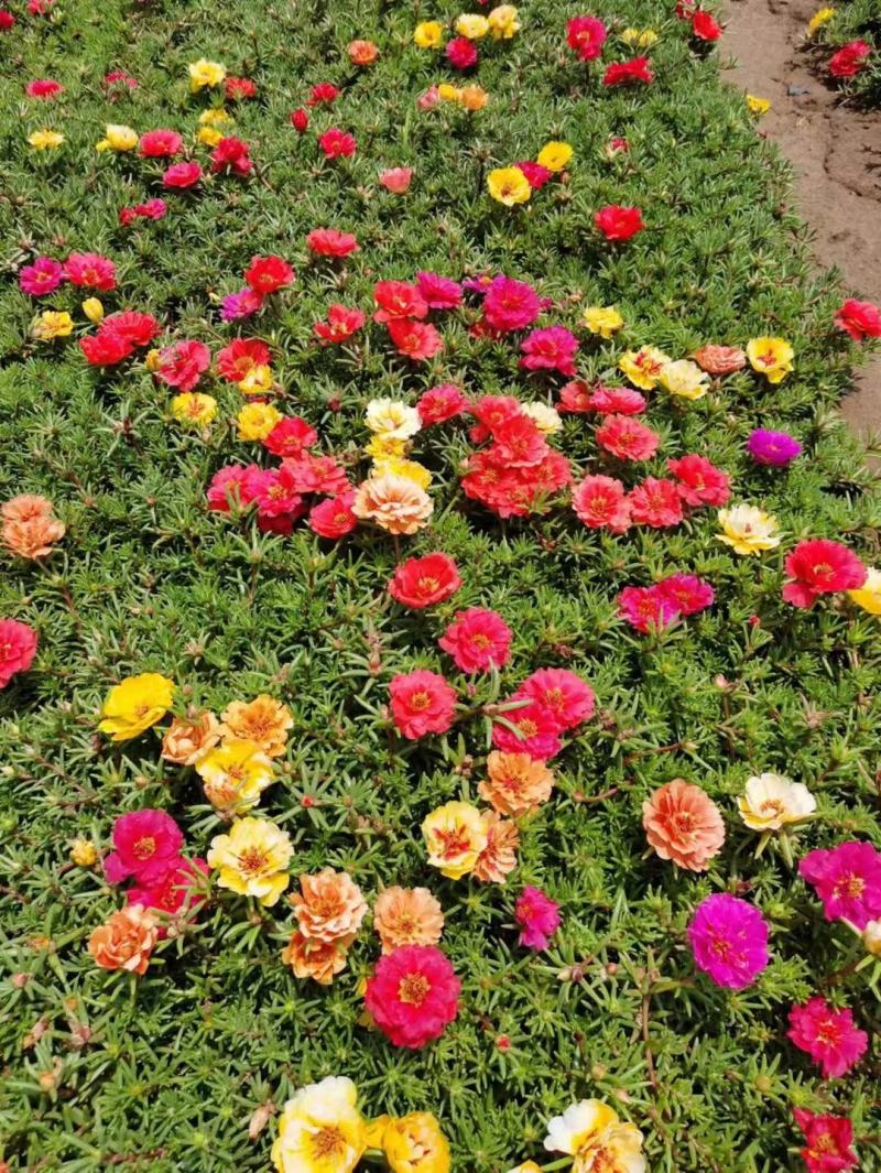 半枝莲太阳花半枝莲批发基地直供大量有货