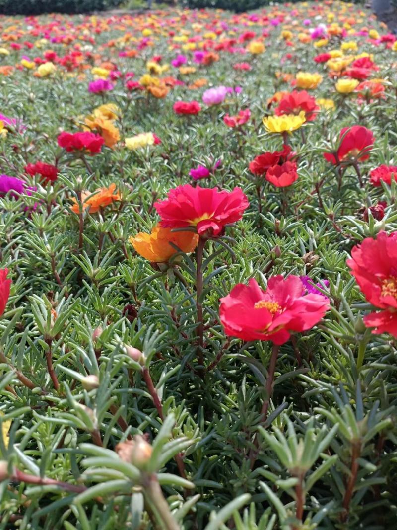 半枝莲太阳花半枝莲批发基地直供大量有货