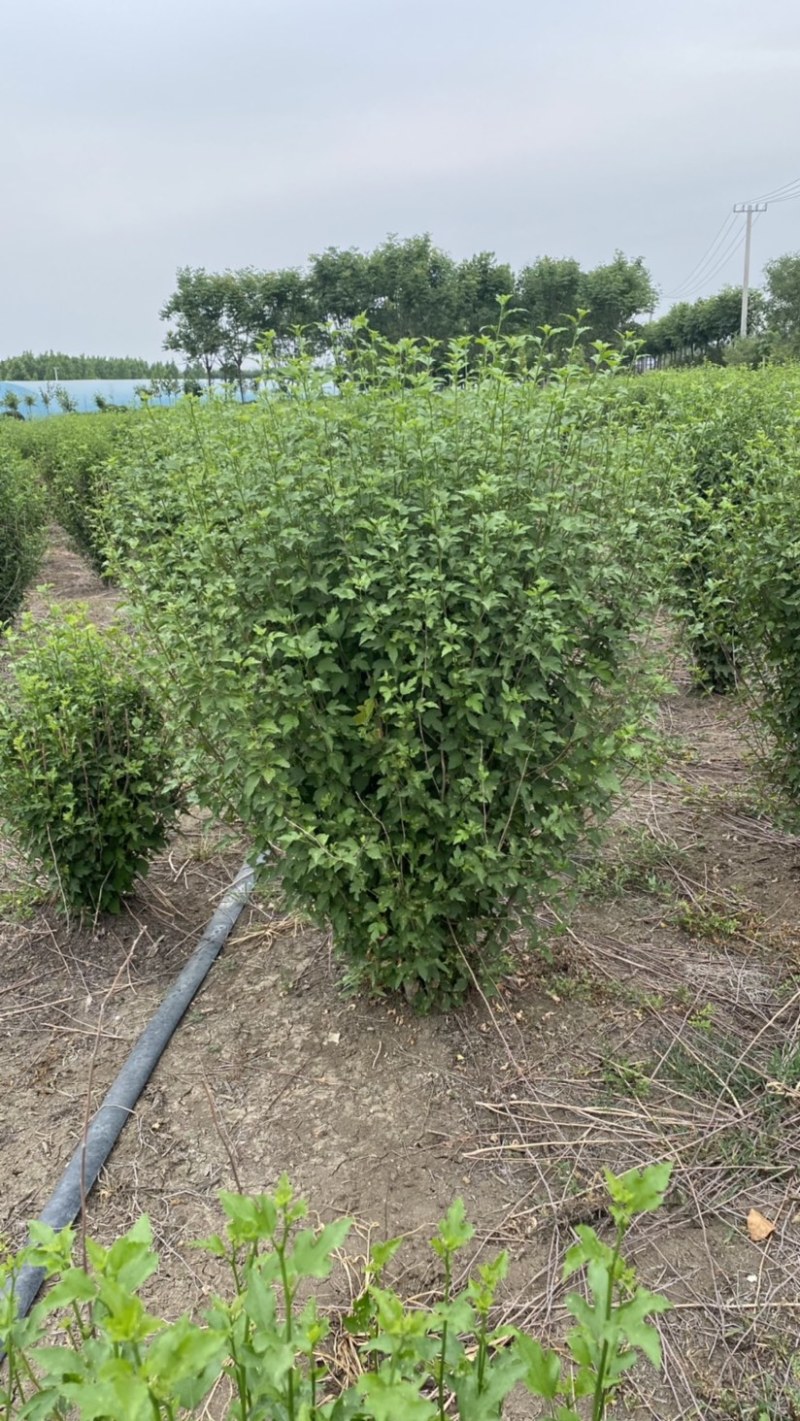 优质独杆木槿丛生木槿，产地大量直销树形优美价格优惠