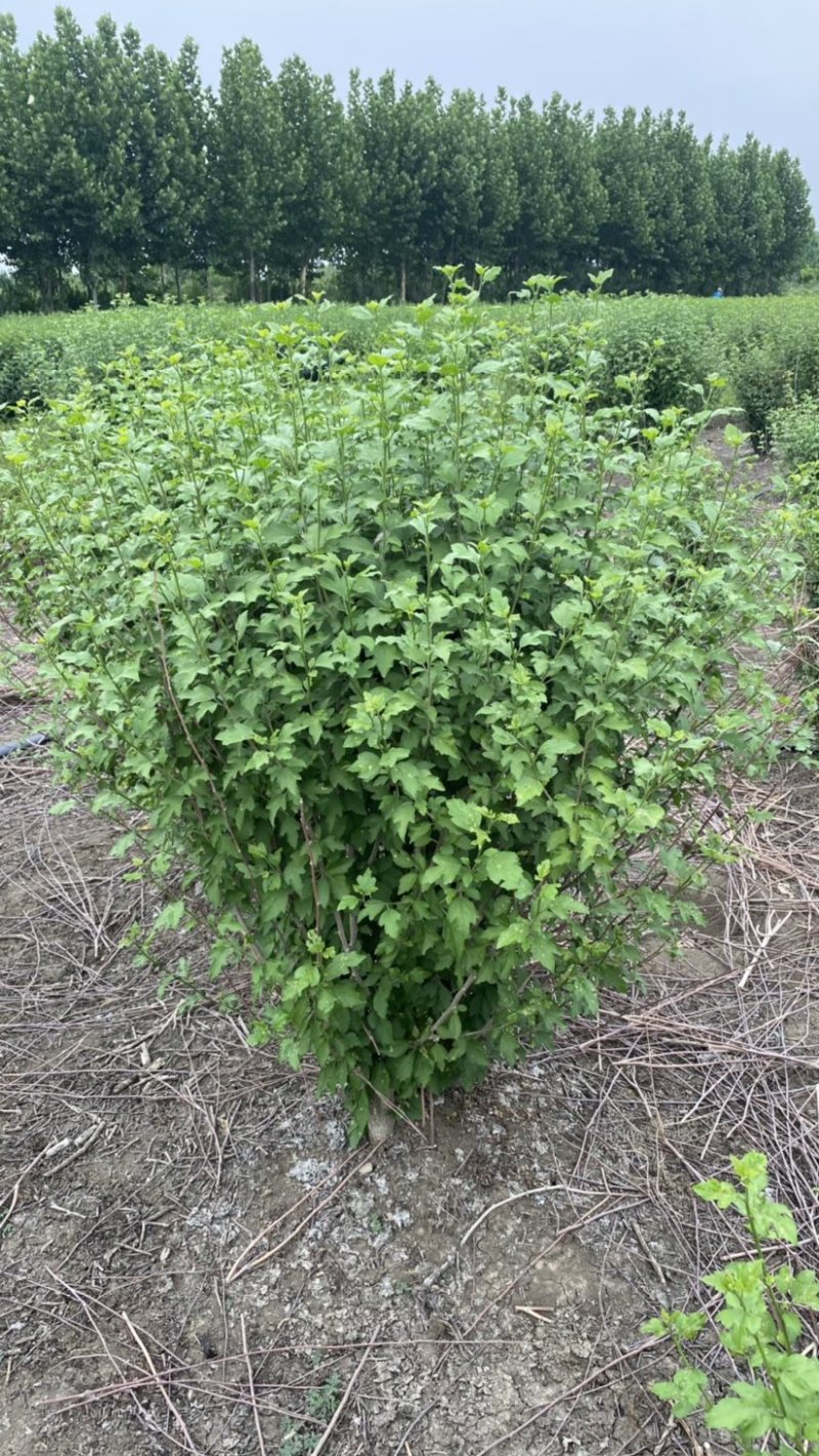 优质独杆木槿丛生木槿，产地大量直销树形优美价格优惠