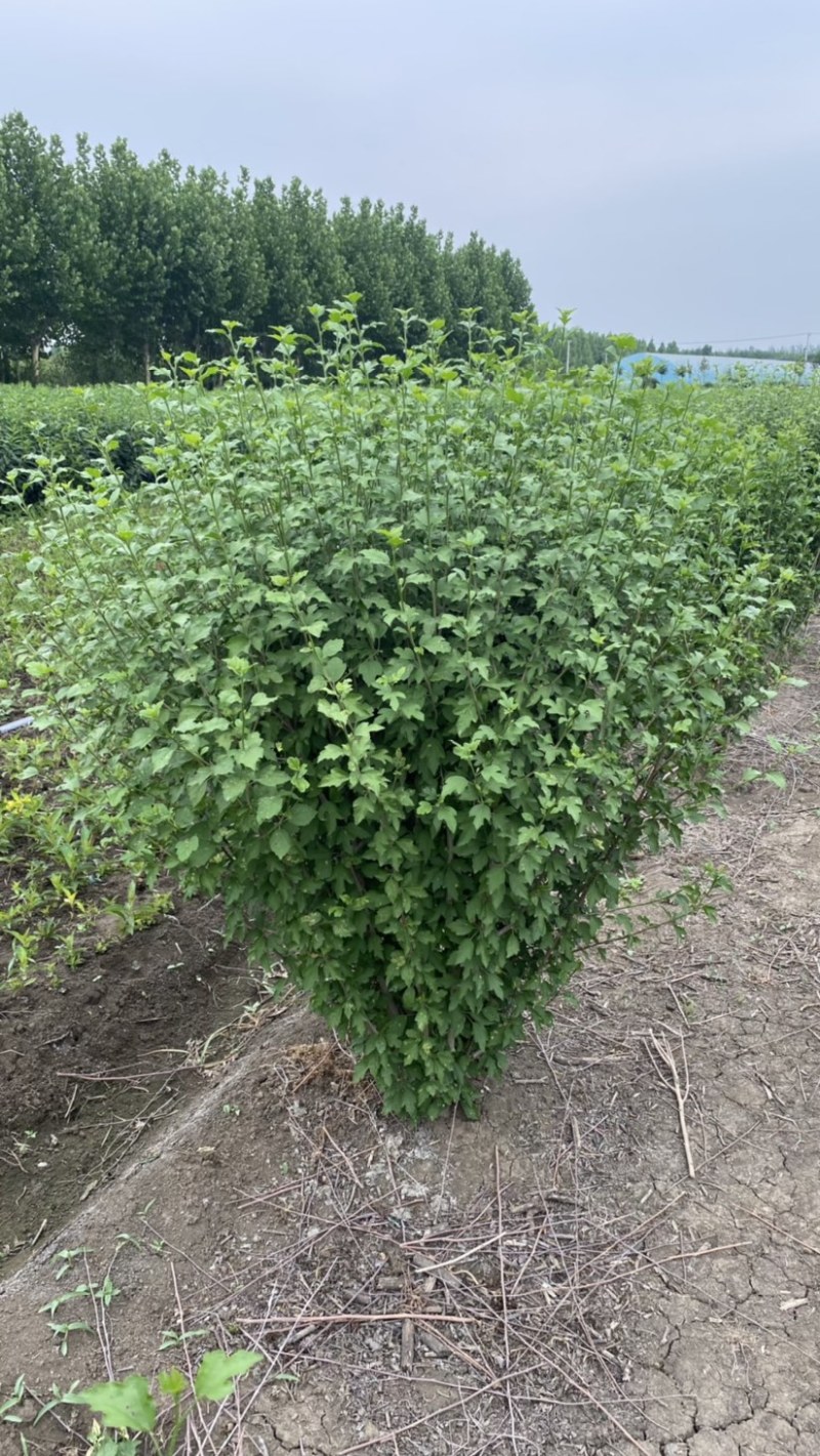 优质独杆木槿丛生木槿，产地大量直销树形优美价格优惠