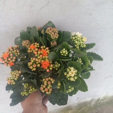 长寿花长寿花批发长寿花价格基地直供大量有货