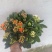 长寿花长寿花批发长寿花价格基地直供大量有货