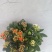 长寿花长寿花批发长寿花价格基地直供大量有货