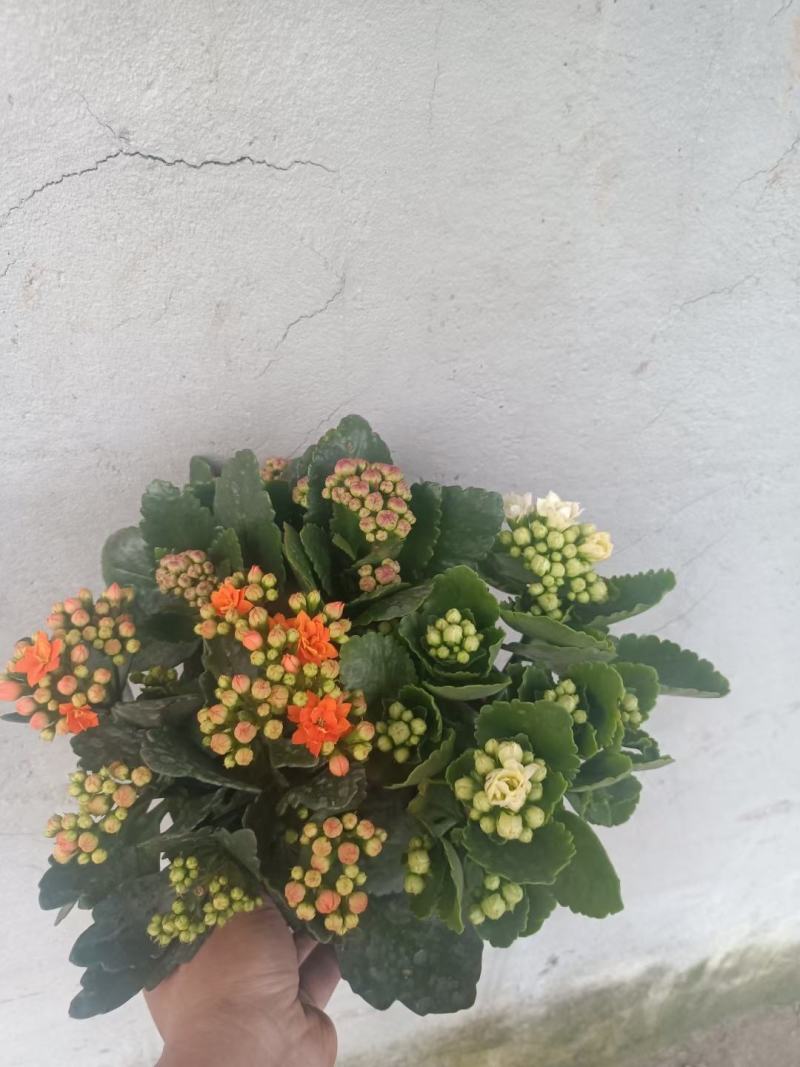 长寿花长寿花批发长寿花价格基地直供大量有货