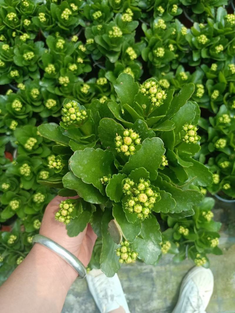 长寿花长寿花批发长寿花价格基地直供大量有货