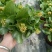 长寿花长寿花批发长寿花价格基地直供大量有货
