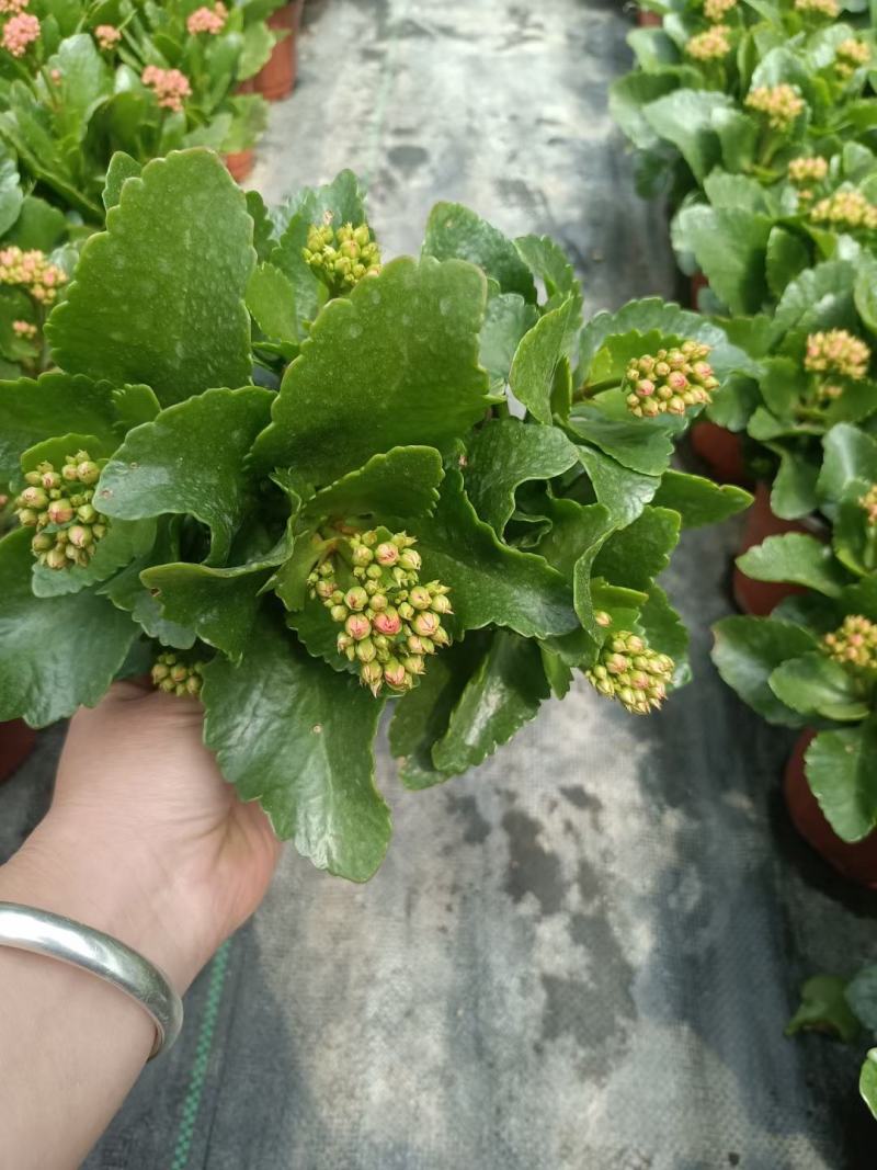 长寿花长寿花批发长寿花价格基地直供大量有货