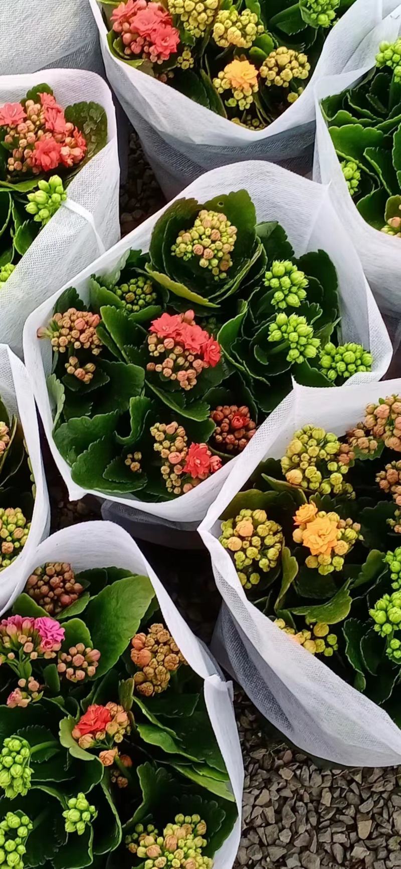 长寿花长寿花批发长寿花价格基地直供大量有货
