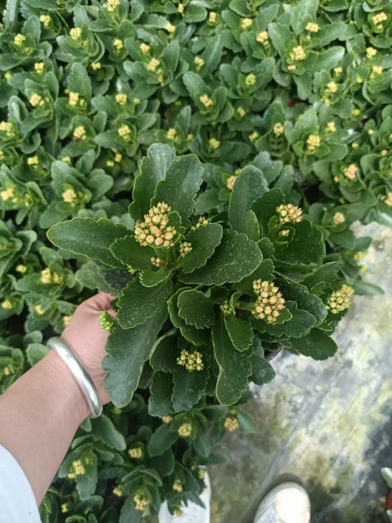 长寿花长寿花批发长寿花价格基地直供大量有货