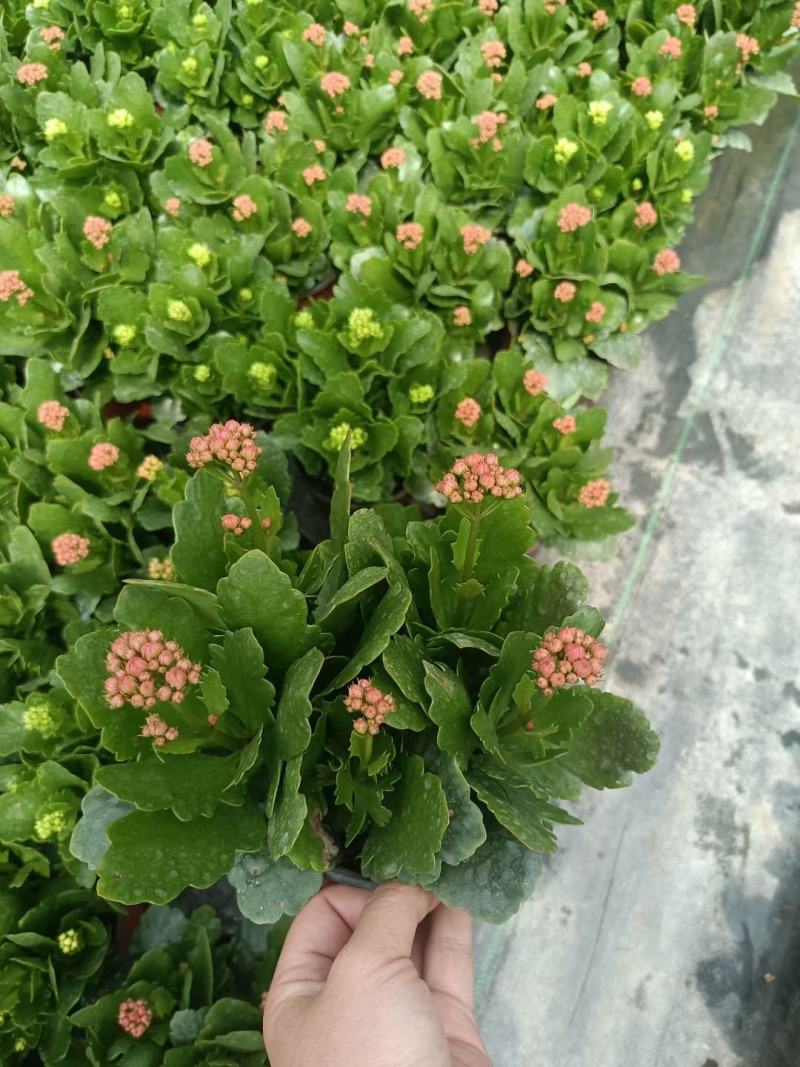 长寿花长寿花批发长寿花价格基地直供大量有货