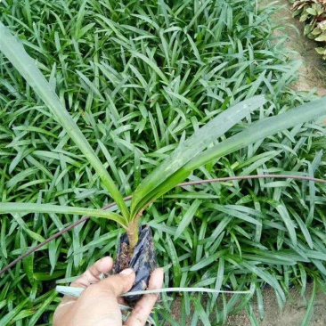 水鬼蕉蜘蛛兰蜘蛛百合开花绿植净化空气吸甲醛外花卉