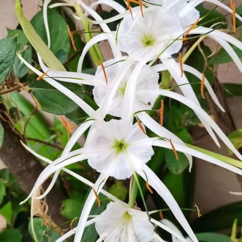水鬼蕉蜘蛛兰蜘蛛百合开花绿植净化空气吸甲醛外花卉