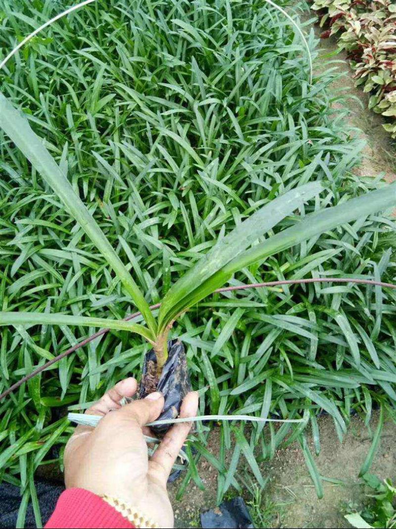 水鬼蕉蜘蛛兰蜘蛛百合开花绿植净化空气吸甲醛外花卉