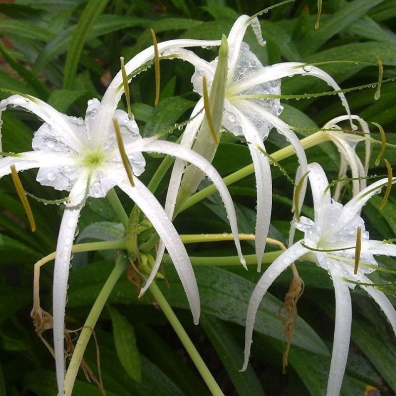 水鬼蕉蜘蛛兰蜘蛛百合开花绿植净化空气吸甲醛外花卉