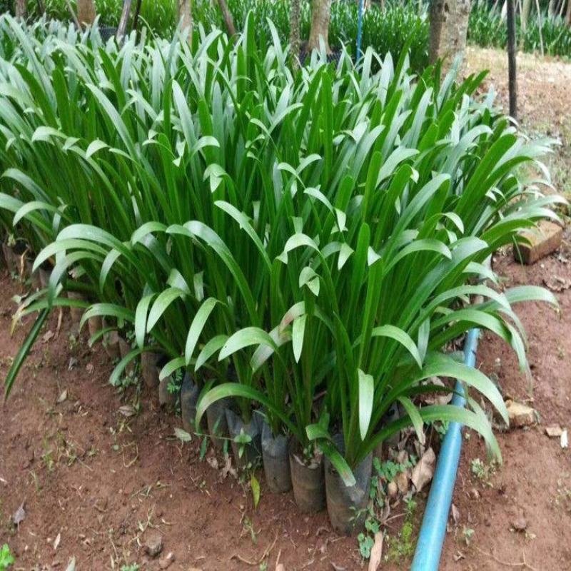 水鬼蕉蜘蛛兰蜘蛛百合开花绿植净化空气吸甲醛外花卉