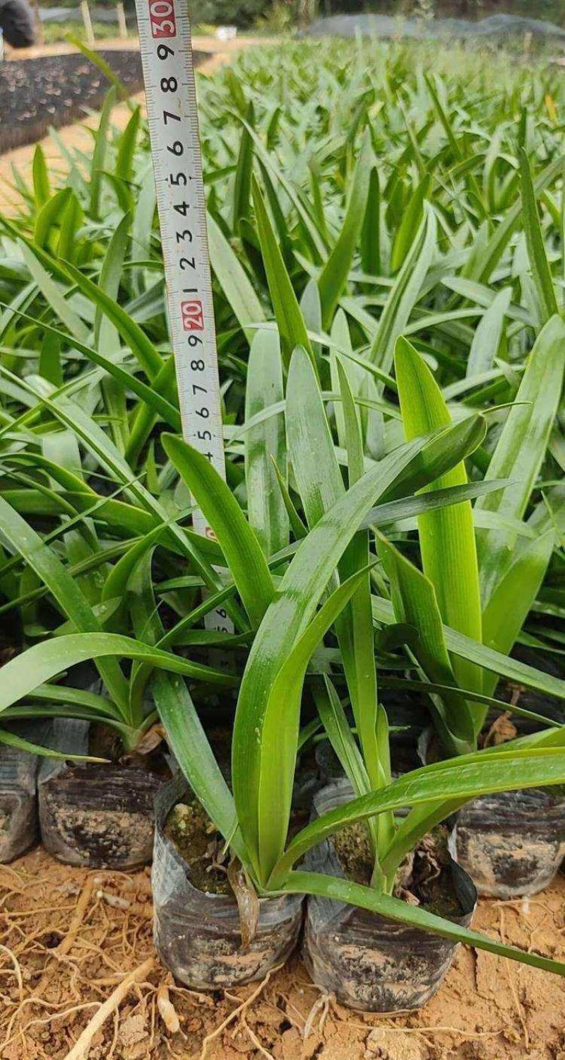 水鬼蕉蜘蛛兰蜘蛛百合开花绿植净化空气吸甲醛外花卉