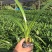 水鬼蕉蜘蛛兰蜘蛛百合开花绿植净化空气吸甲醛外花卉