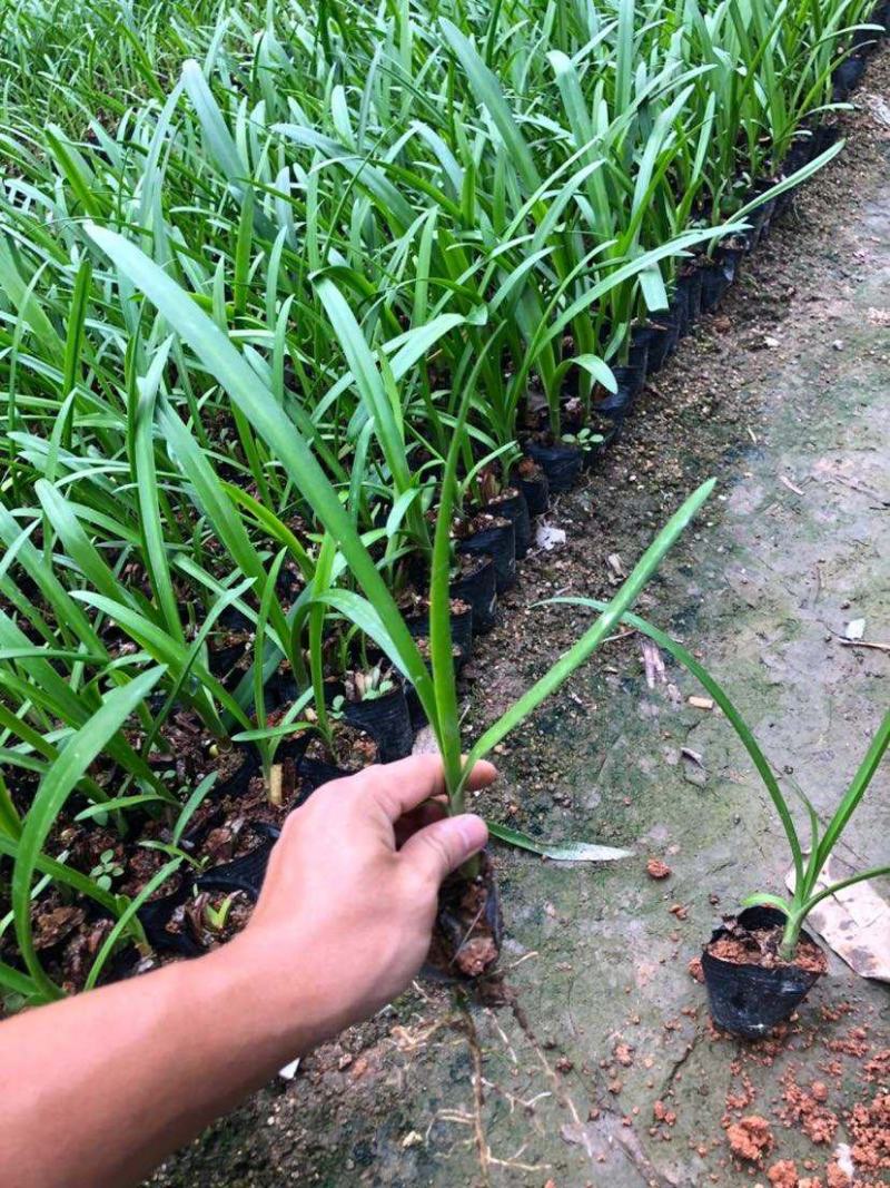 水鬼蕉蜘蛛兰蜘蛛百合开花绿植净化空气吸甲醛外花卉