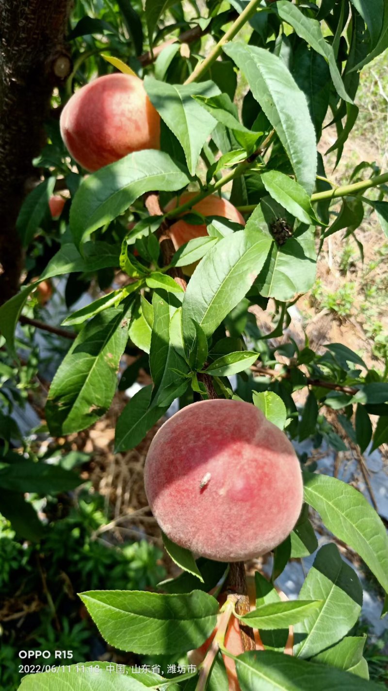 春艳白桃纯沙土地口感脆甜颜色鲜艳产地直供质量保证