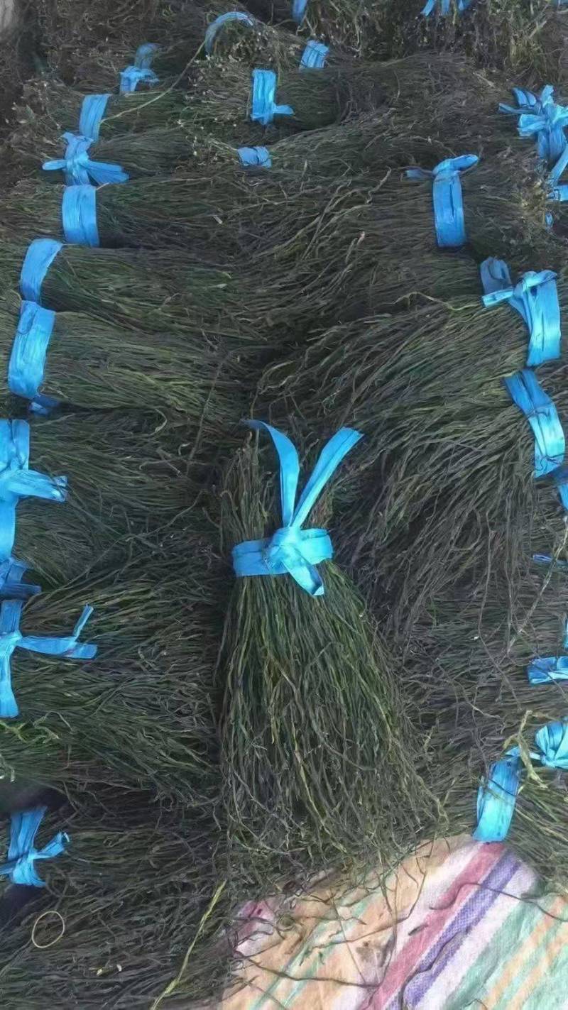精品干豆角农家自制产地一手货源价格便宜欢迎咨询