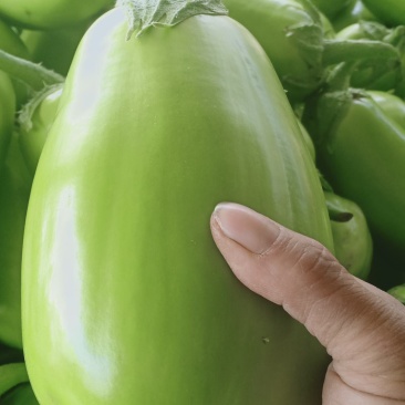 我们经营青茄子大量上市