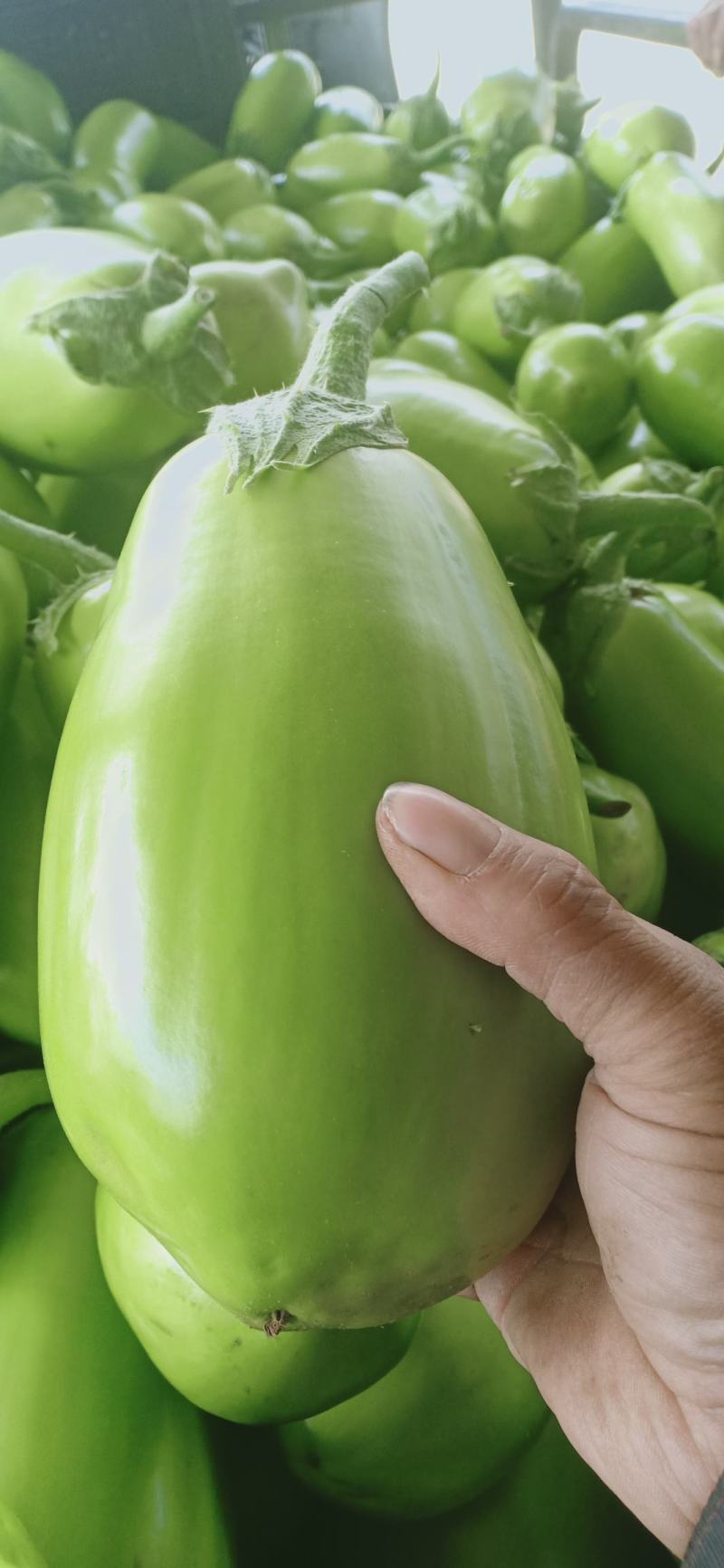 我们经营青茄子大量上市