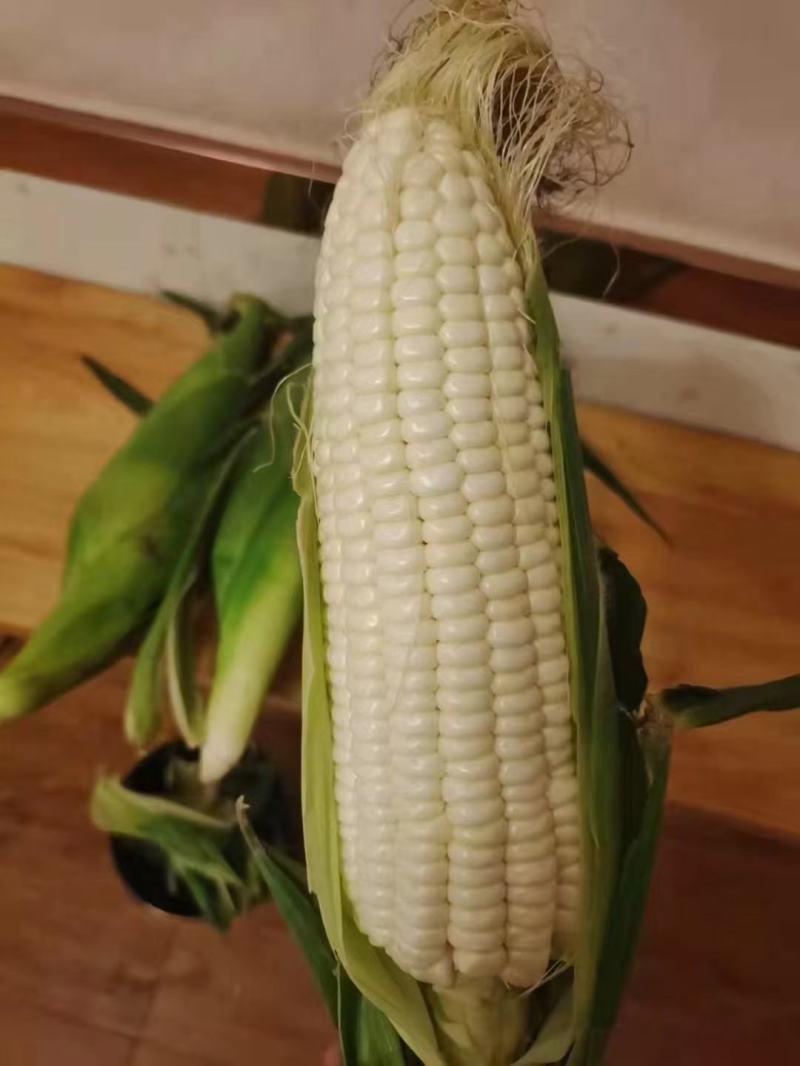 【推荐】玉米质量好颜色新鲜商超品质欢迎合作欢迎咨询