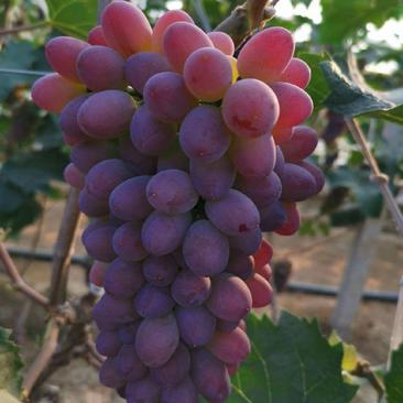 葡萄精品茉莉香葡萄产地直发大量现货欢迎电话联系