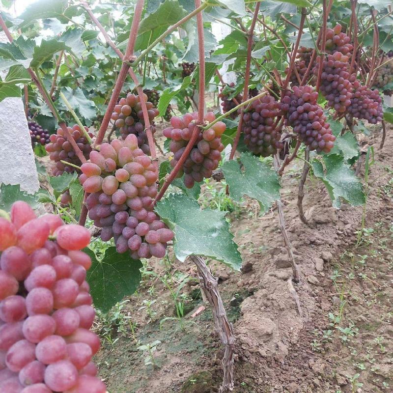 葡萄精品茉莉香葡萄产地直发大量现货欢迎电话联系