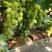 河北维多利亚绿葡萄大量上市，新鲜采摘大棚基地直销