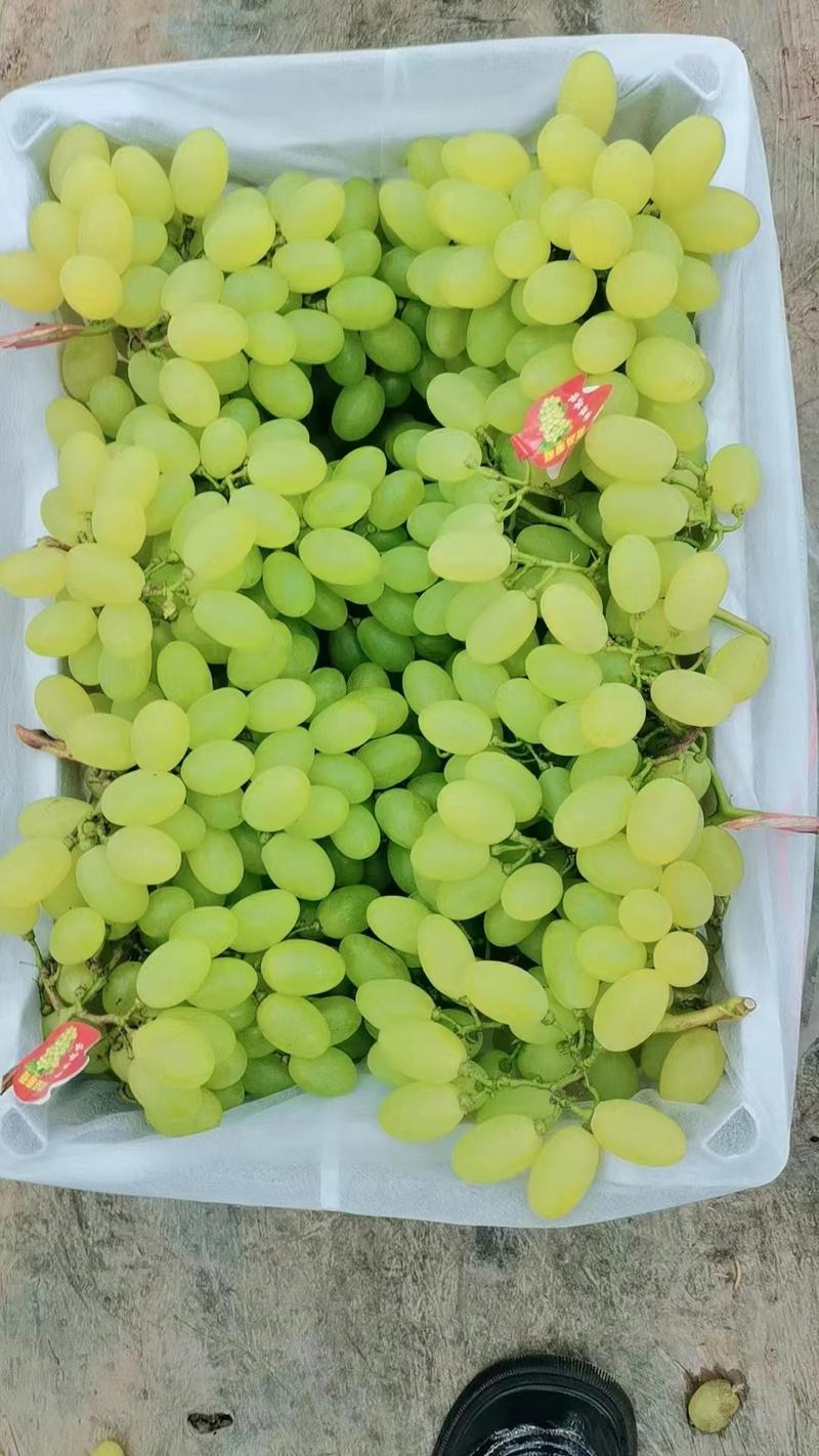 河北维多利亚绿葡萄大量上市，新鲜采摘大棚基地直销