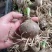 新品朱顶红种球盆栽四季种植室内室外庭院盆栽花卉绿植植物好