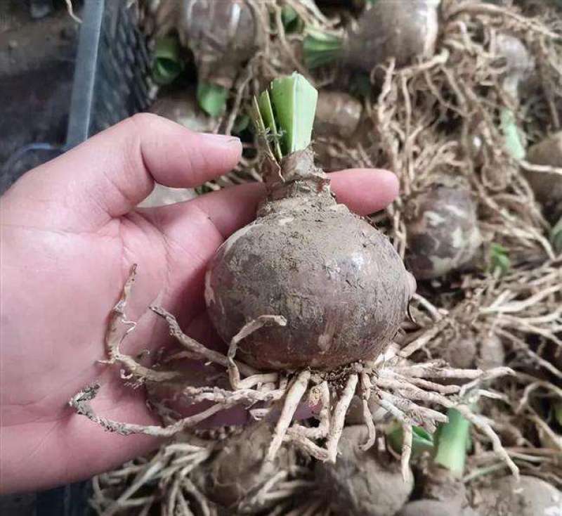 新品朱顶红种球盆栽四季种植室内室外庭院盆栽花卉绿植植物好
