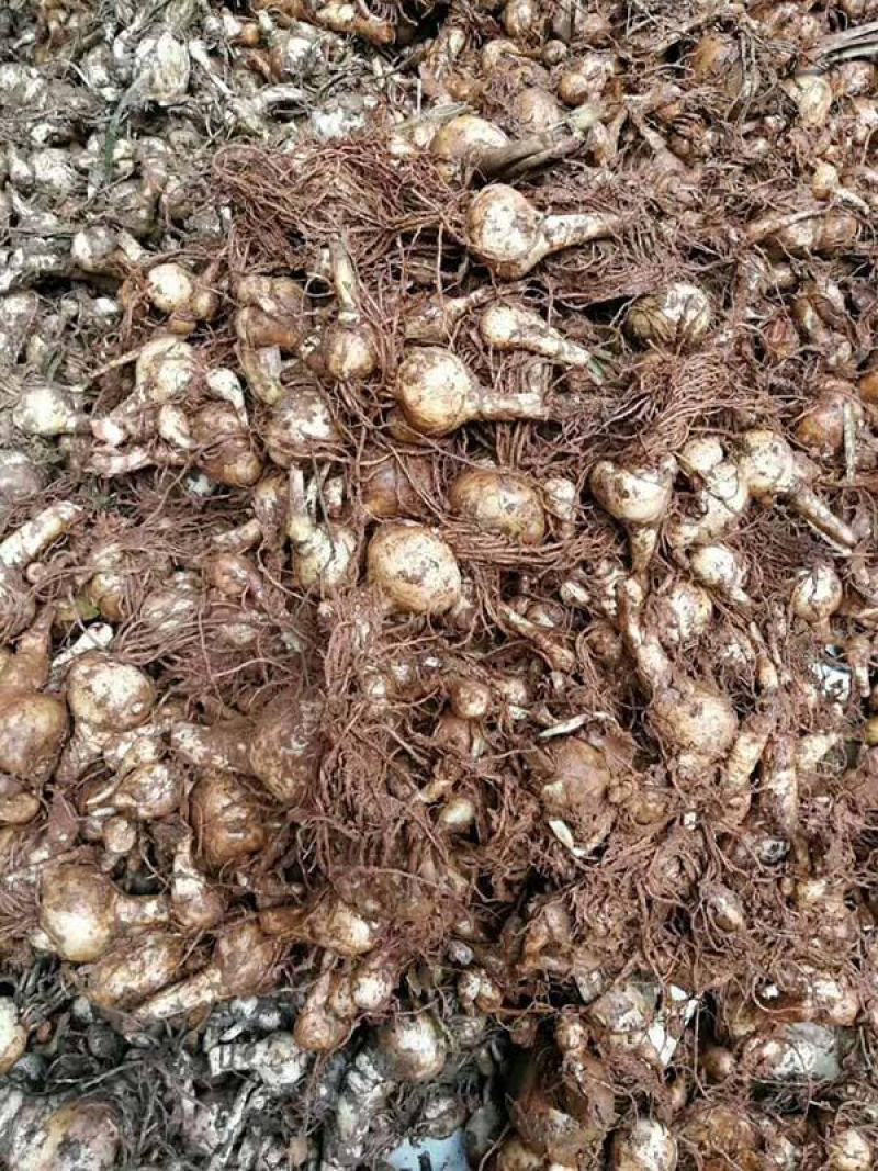 新品朱顶红种球盆栽四季种植室内室外庭院盆栽花卉绿植植物好