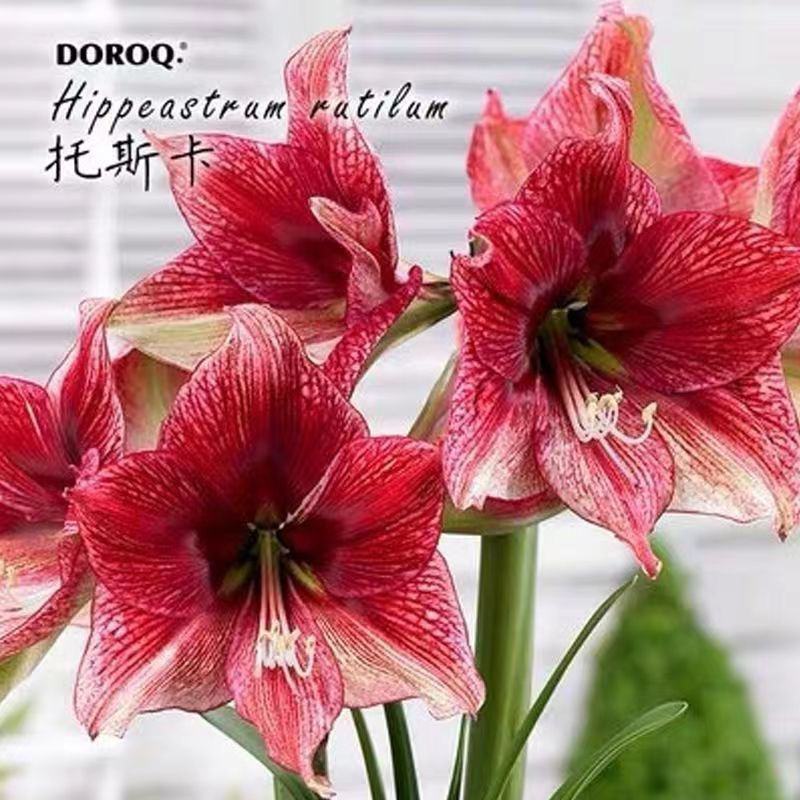 新品朱顶红种球盆栽四季种植室内室外庭院盆栽花卉绿植植物好