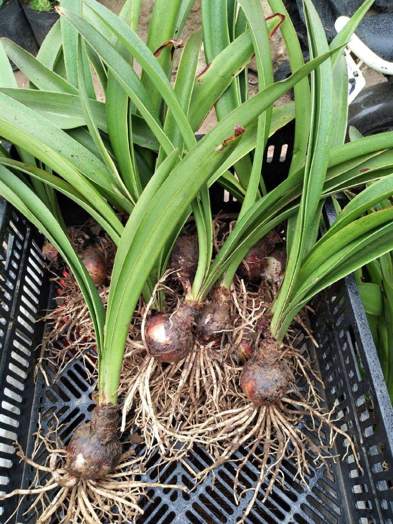 新品朱顶红种球盆栽四季种植室内室外庭院盆栽花卉绿植植物好