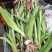 新品朱顶红种球盆栽四季种植室内室外庭院盆栽花卉绿植植物好
