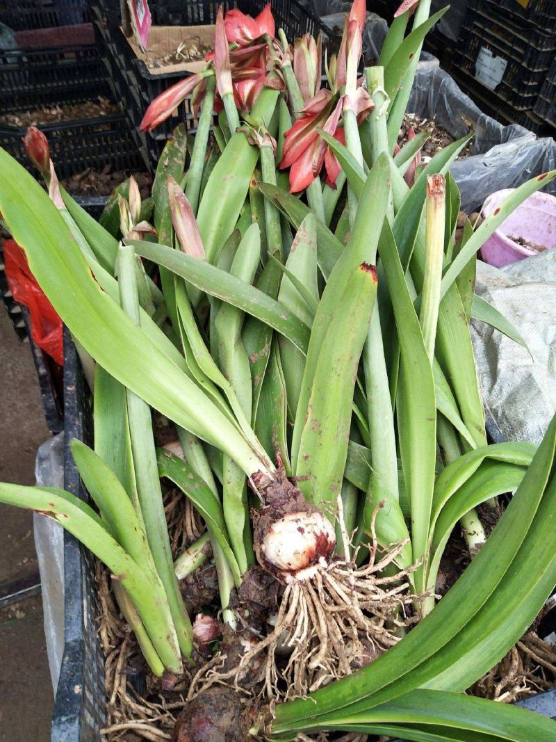 新品朱顶红种球盆栽四季种植室内室外庭院盆栽花卉绿植植物好