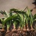 新品朱顶红种球盆栽四季种植室内室外庭院盆栽花卉绿植植物好