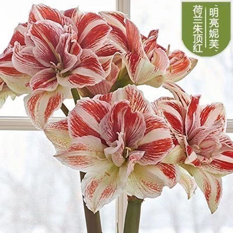 新品朱顶红种球盆栽四季种植室内室外庭院盆栽花卉绿植植物好