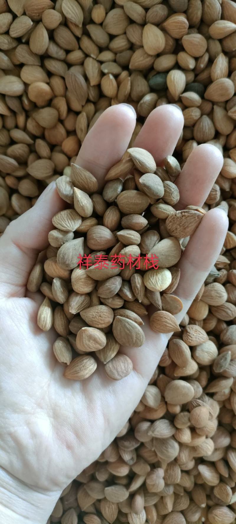 《热销》苦杏仁（祥泰药材栈）中药材批发零售量多从优