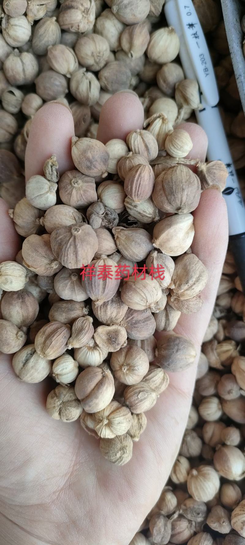 《热销》白豆蔻白蔻祥泰药材栈实物拍摄量多从优欢迎咨询