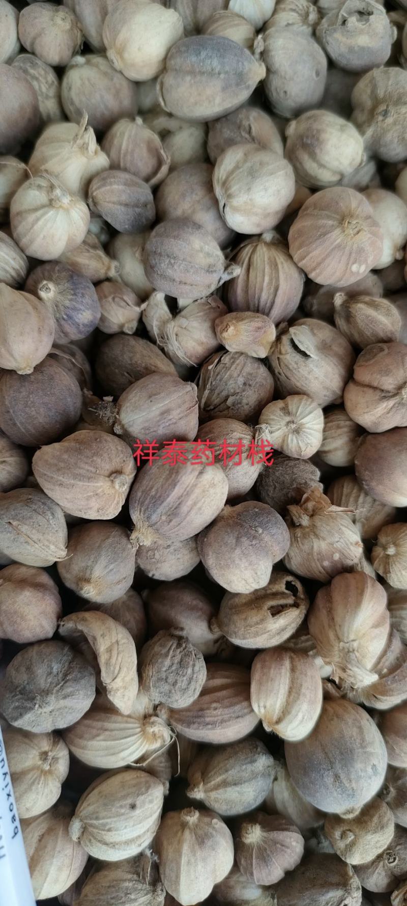 《热销》白豆蔻白蔻祥泰药材栈实物拍摄量多从优欢迎咨询
