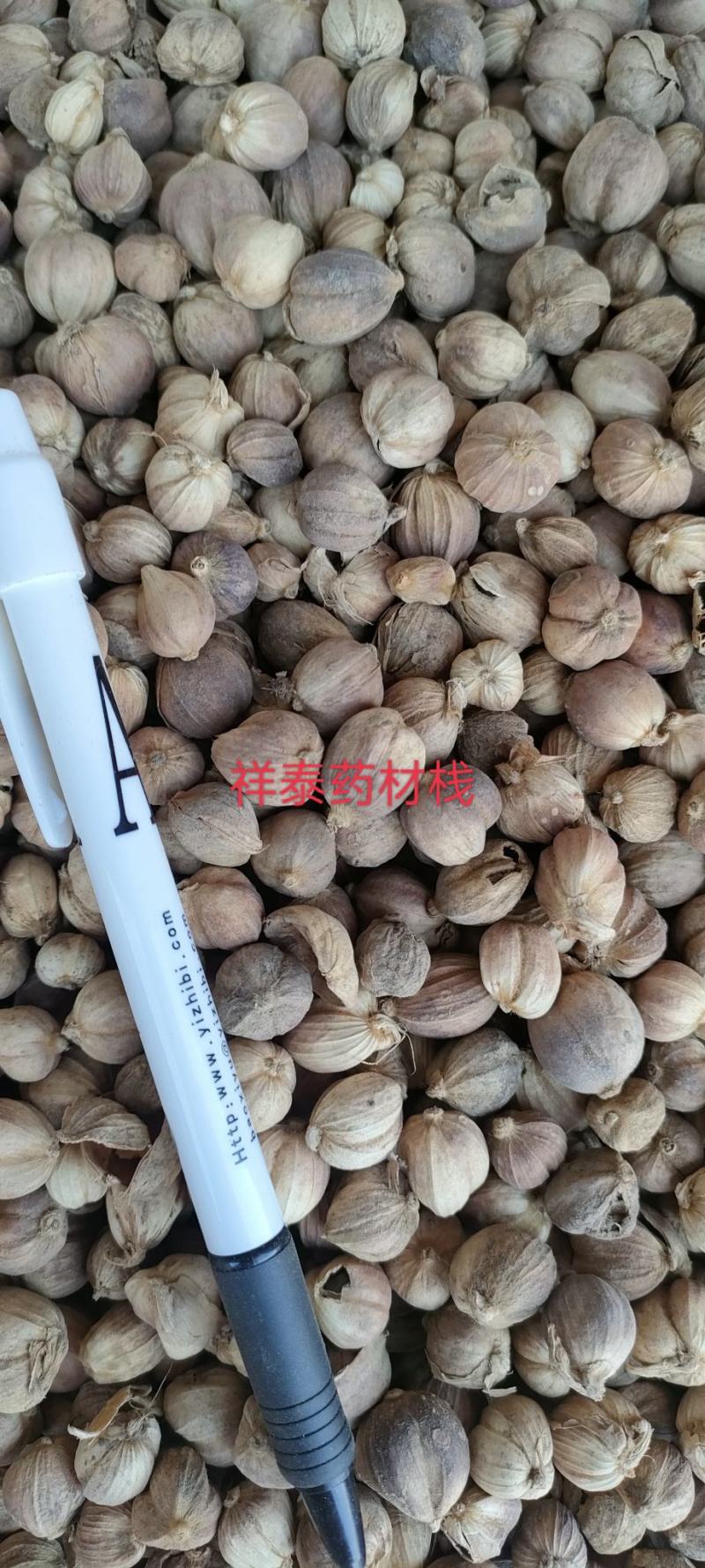 《热销》白豆蔻白蔻祥泰药材栈实物拍摄量多从优欢迎咨询