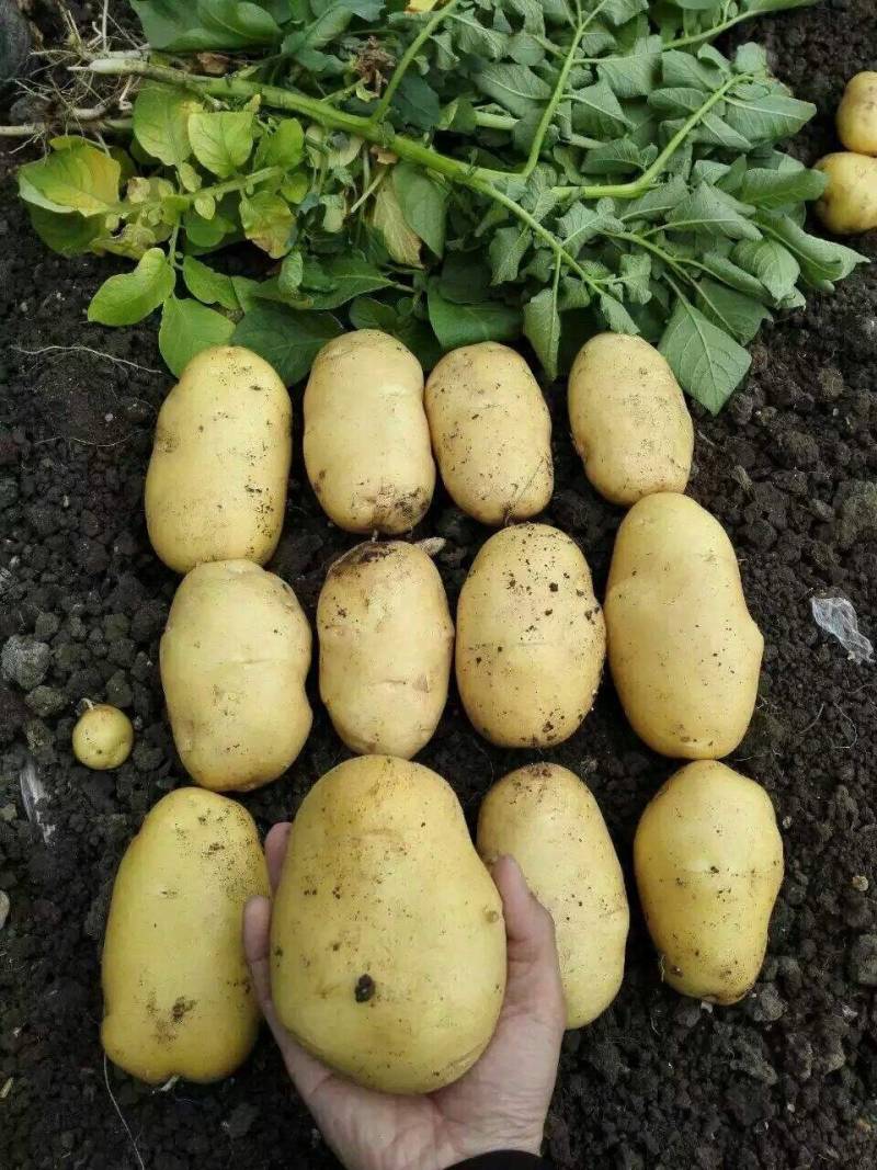 河南开封通许优质荷兰十五土豆沙地种植表皮干净无青头无黑点无伤